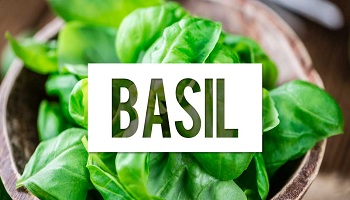 Basil