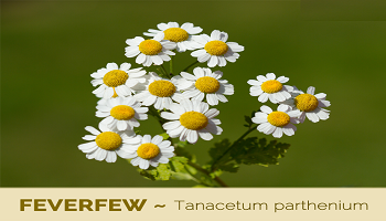 feverfew