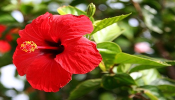 Chinese hibiscus